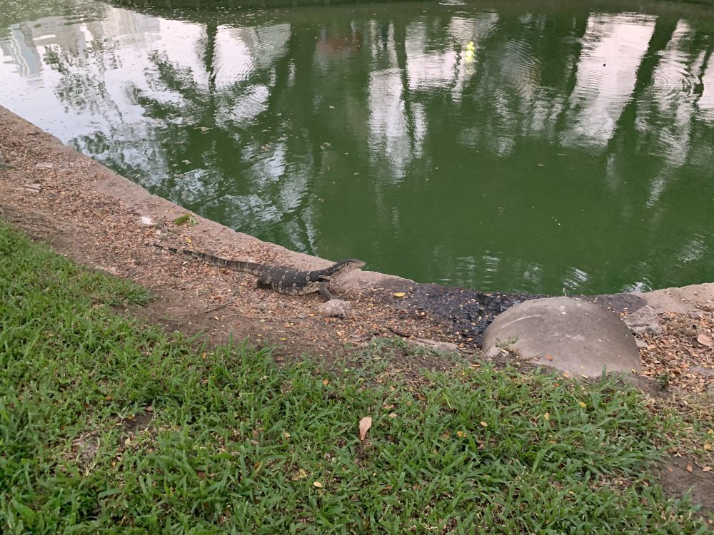 Los lagartos son uno de los animales exóticos que te puedes encontrar en Lumpini Park